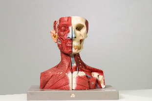 New book celebrates Dundee’s anatomical history